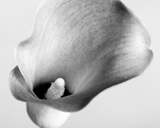 Botanical home decor of black and white calla lillies