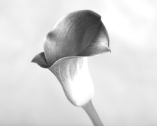 Botanical home decor of black and white calla lillies