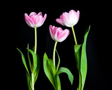 Botanical home decor of three pink tulips
