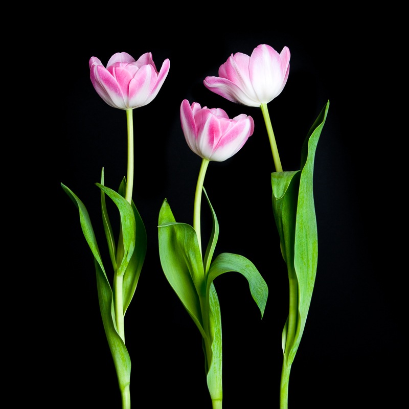 Botanical home decor of three pink tulips