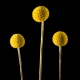 Botanical home decor of three yellow billy ball flowers
