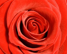 Botanical home decor print of a red rose flower