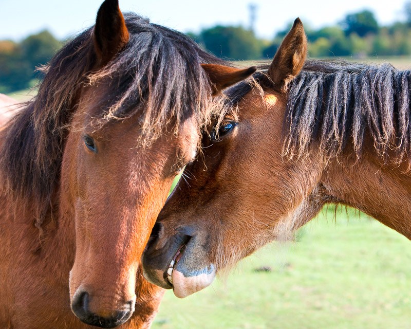 A photo of two horses showing their affection