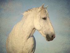 A wall art portrait of  a beautiful white horse