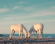 Wall art of two white horses grazing together on the beach in the south of France