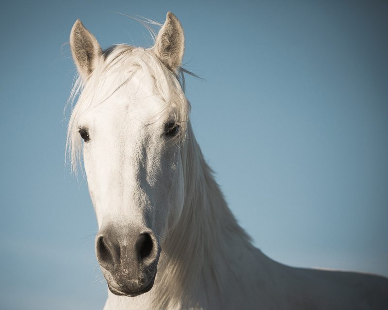 Wall art photo of a portrait of a white horse