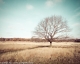 Wall art photo of a lone tree at Richmond Park in London