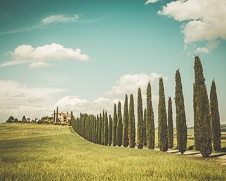 A fine art print of  Tuscan villa lined up with cypress trees