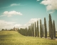 A fine art print of  Tuscan villa lined up with cypress trees