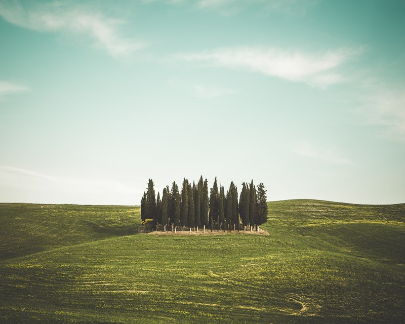 A moody fine art print of a neat group of cypress trees in a valley
